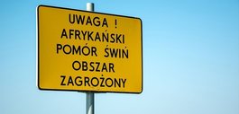 Ilustracja do artykułu: Zagrożenie ASF!